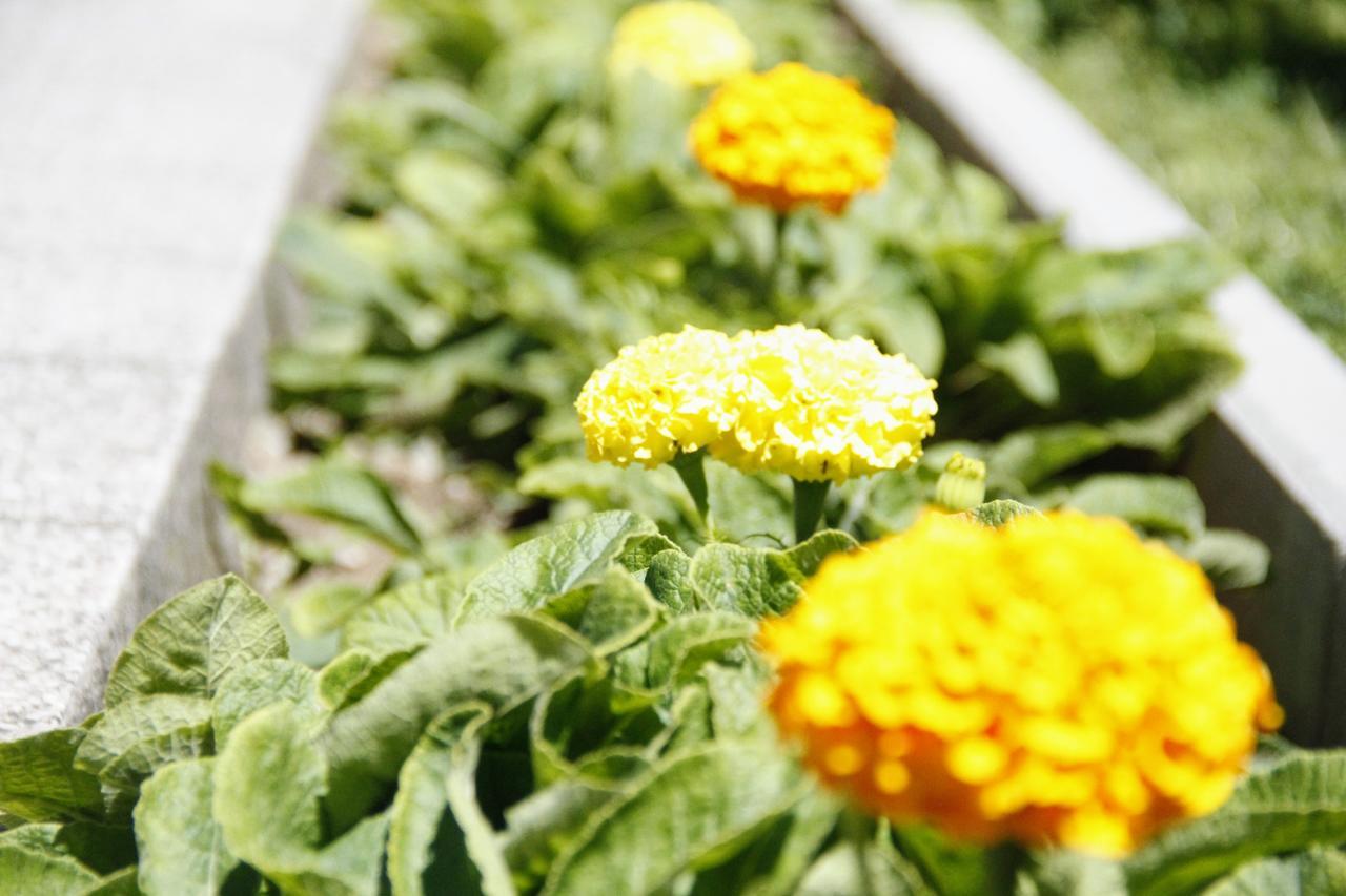 Garden Guesthouse Gjakova Ngoại thất bức ảnh